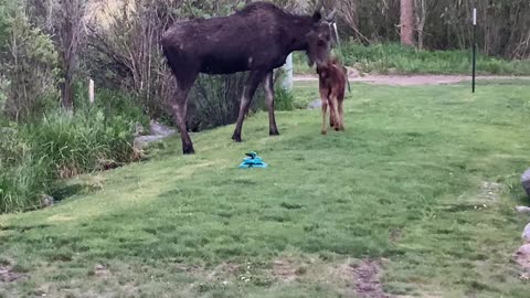 Momma Moose Drops by With Baby for Breakfast