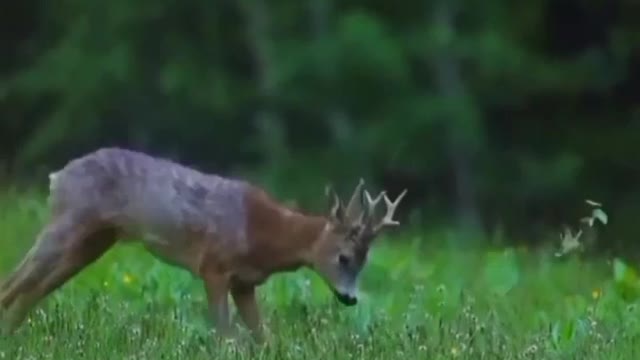 Beautiful planet earth and deer -wildlife