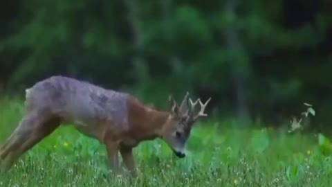 Beautiful planet earth and deer -wildlife