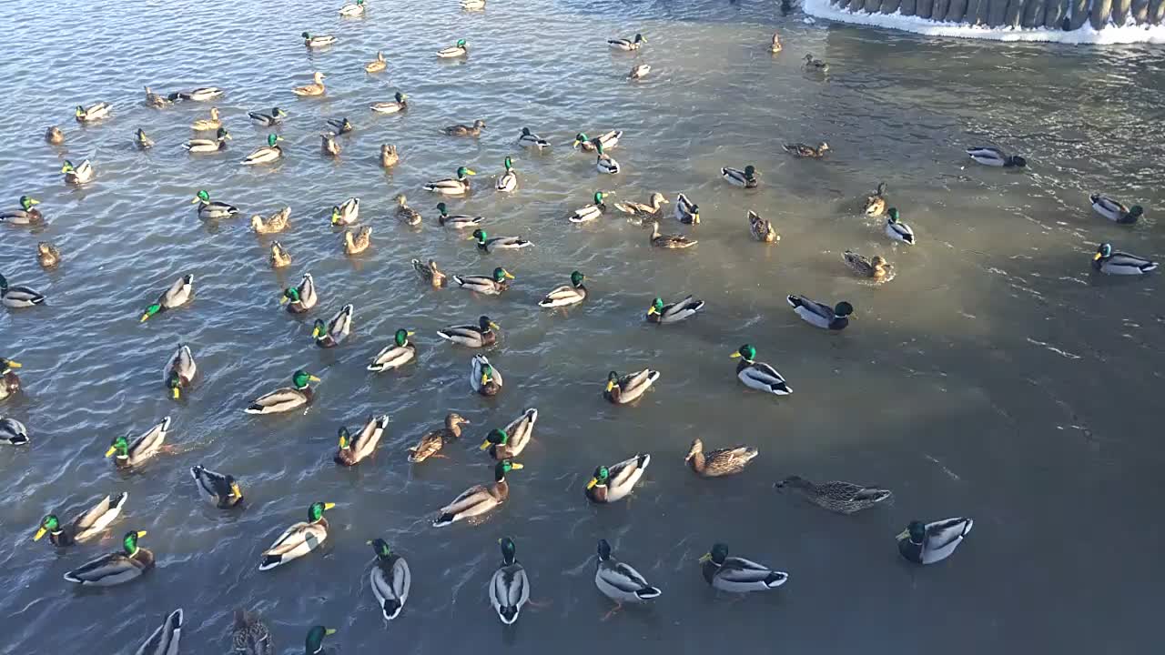 Ducks eat bread