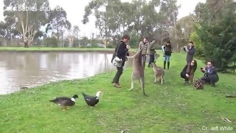 Funny Different Animals Chasing and Scaring People