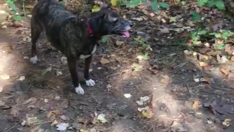 Brown dog runs circles around woods