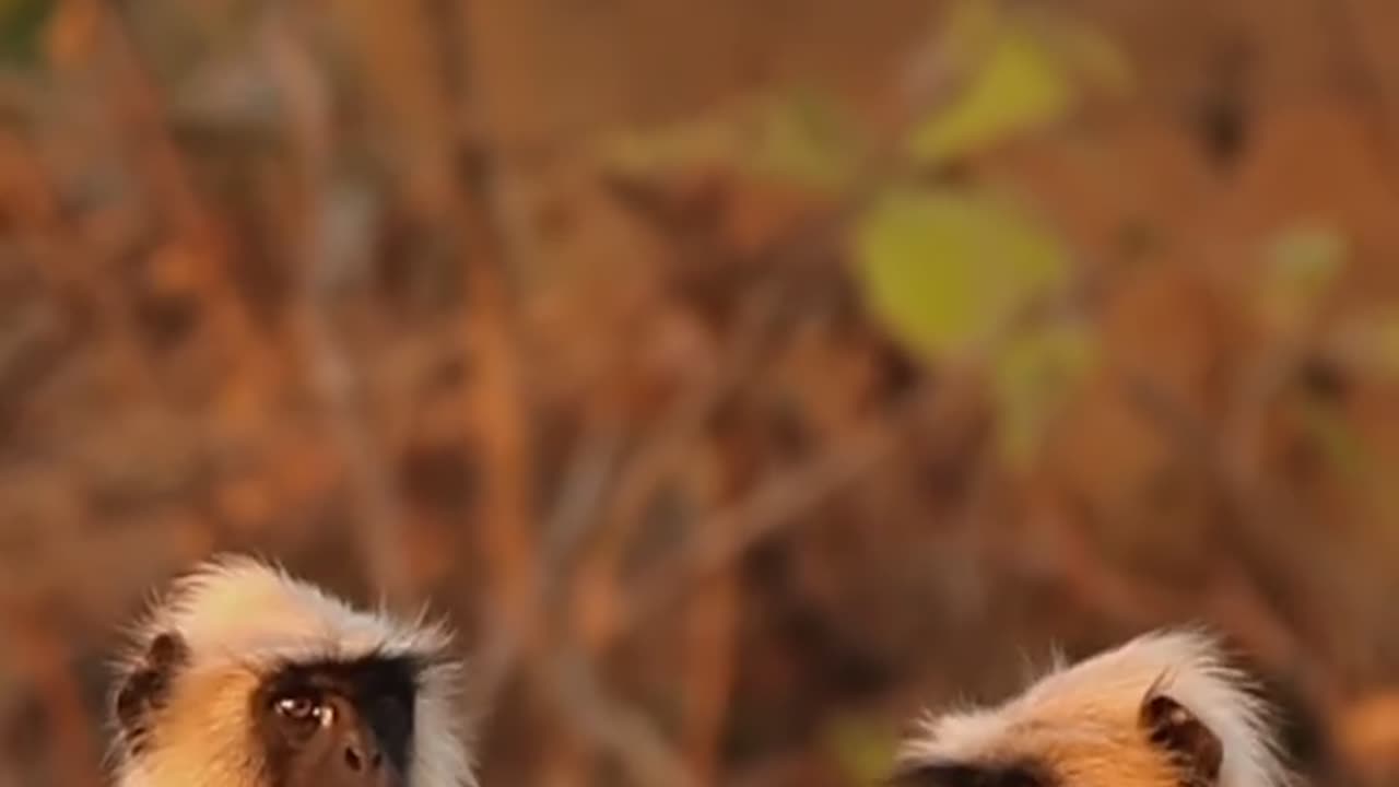 Wildlife's & Funs