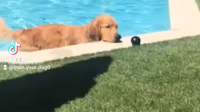 Dog in pool