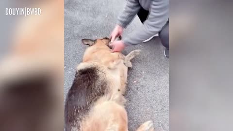 Former Police Dog 'Cries' After Reuniting With Handler She Hasn't Seen For Years