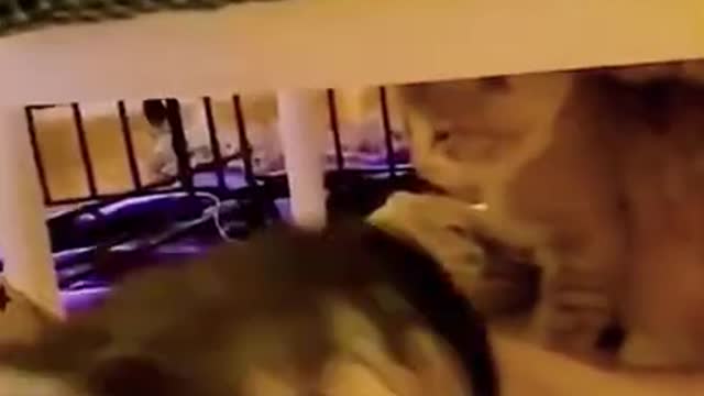 FUNNY ANIMALS VIDEOS TRY NOT TO LAUGH 🤣 | FUNNY CATS | FUNNY DOGS #9