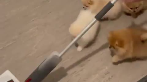 Dog be like Let's all just chase the mop