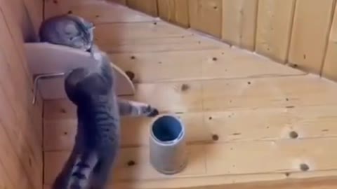 feisty cats