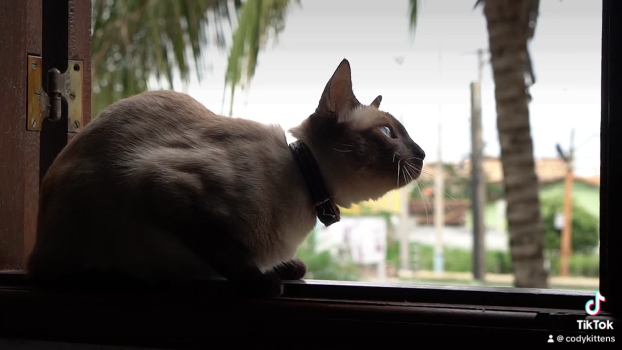 Cute Cat Video