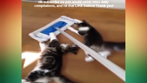 CUTEST DOGS AND CATS VINE