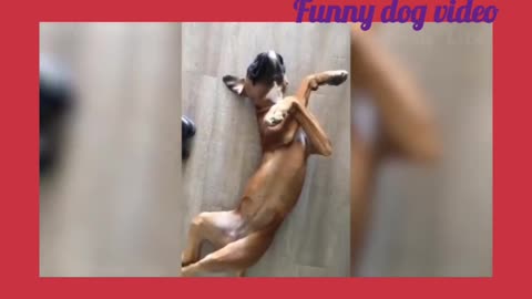 Funniest dog video.Cute and lovely baby dog video.Dog playing video.Funniest baby animal.