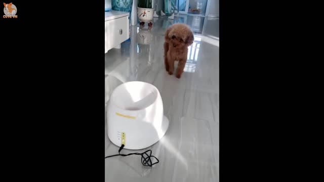 😍 Cute Funny and Smart Dogs Compilation - Cute VN uwu
