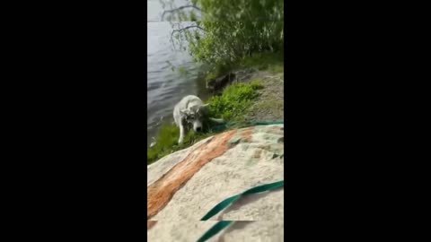 Funny animals - Funny cats / dogs - Funny animal videos 2023 - Part 27/Hapyy Pett