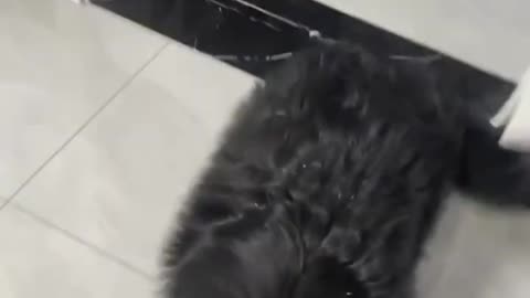 Funny animals
