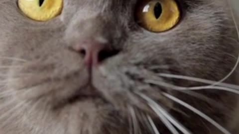 funny and cute cats #shortvideo #shorts