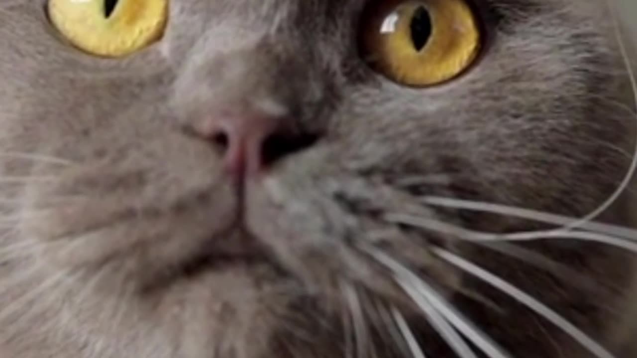 funny and cute cats #shortvideo #shorts