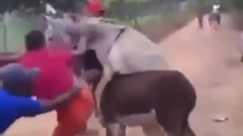 Donkey racing