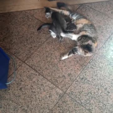 cat gives birth at a train station
