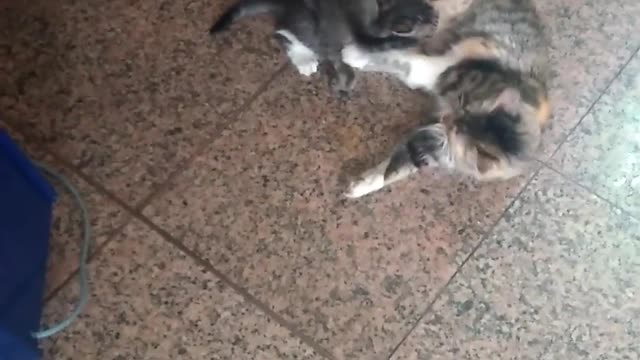 cat gives birth at a train station