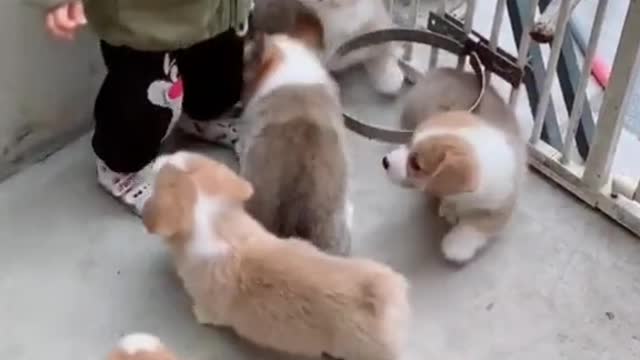 Cutest baby animals Videos Compilation Cute moment of the Animals episode : 6