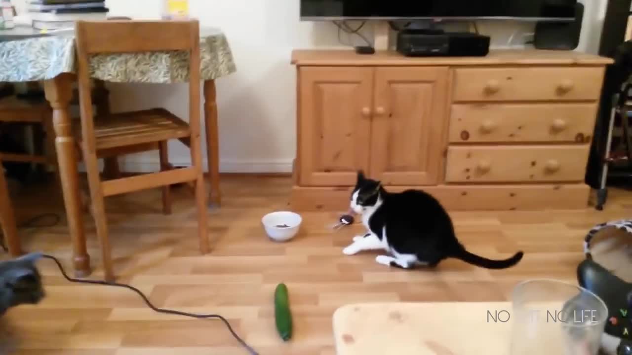 Cats Scared by Cucumbers Compilation