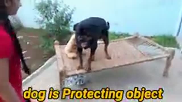 BEST DOG TRANING VIDEO