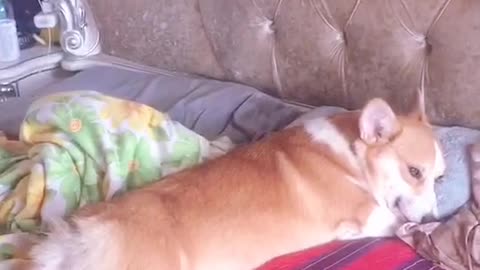 Can't stop laughing animals cats and dogs🐈😺 Cute #69💋🥺