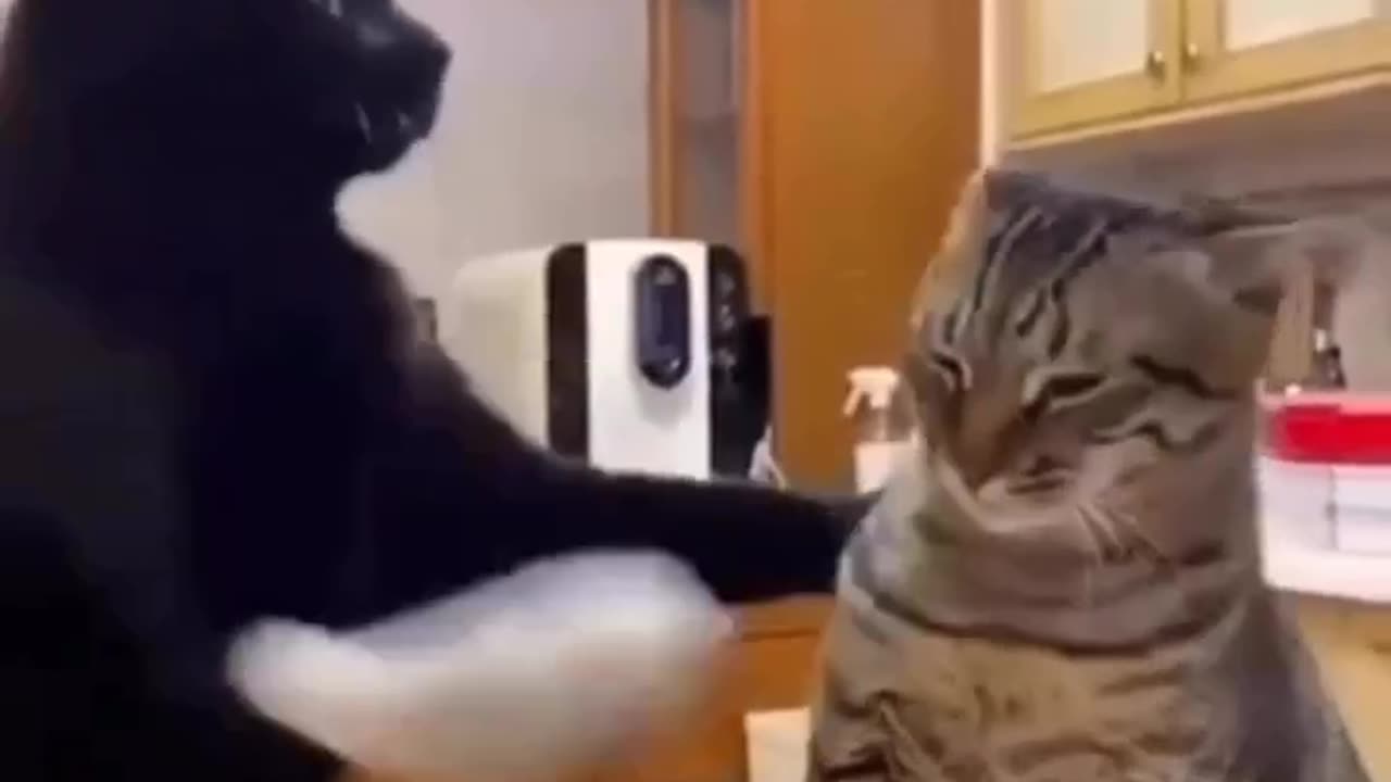 Cat video