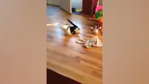 Funny Animal Tik Toks That Will Make Your Day!!
