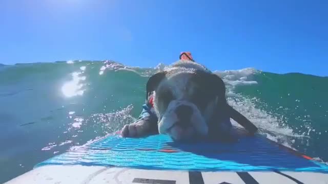 Coolest bulldog ever loves to go surfing