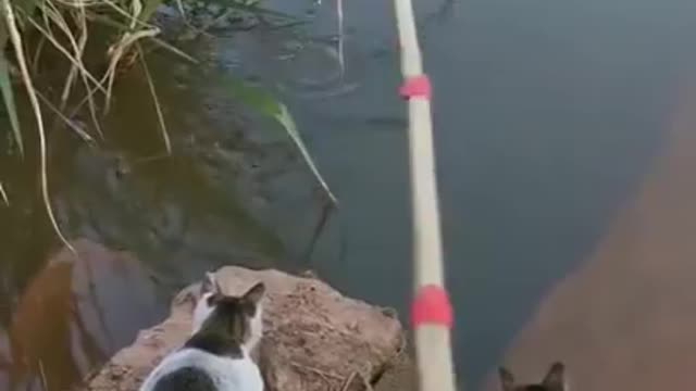 Viral fishing using a bamboo stick