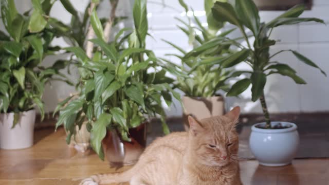 Red cat wants to play