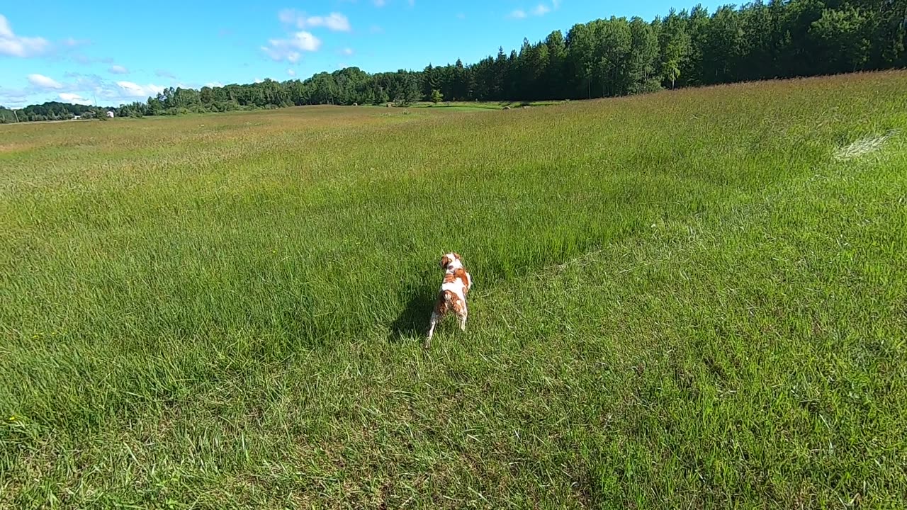 Lucy the brittany on birds