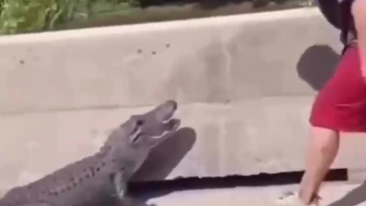 Watch: Reptilian Roadblock - Alligator Spotted on Louisiana Highway!