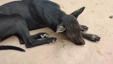 Dogs love melon