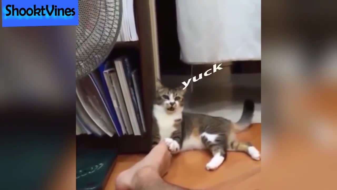 Must Watch?? ?? Funny Cats Reaction To Smell Feet Compilation