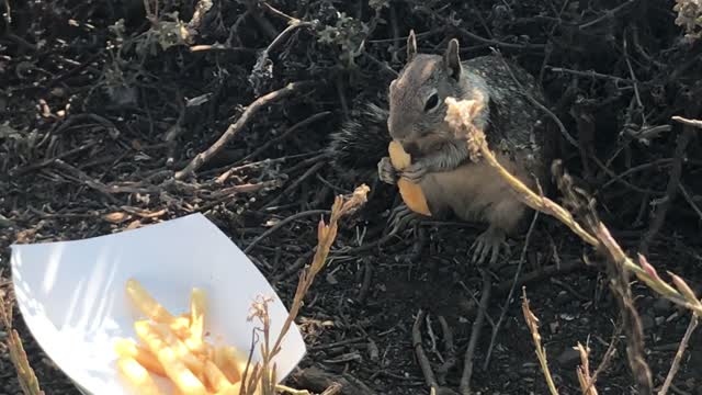 Squirrel Fry Feast