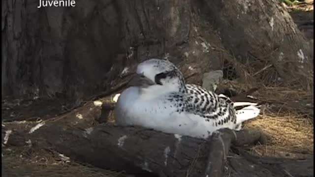 Red-Tailed Tropic Bird, Phaethon rubricauda,