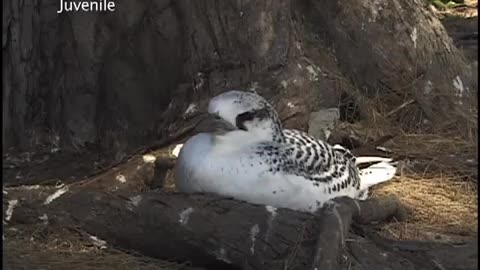 Red-Tailed Tropic Bird, Phaethon rubricauda,