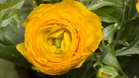 Ranunculus