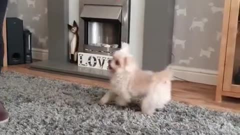 Funny cute puppy dance 😱