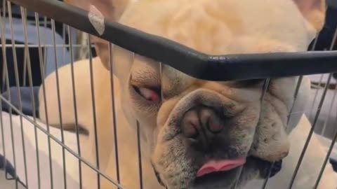 Dogs after anesthesia.