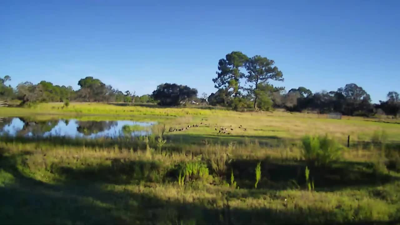 Black Bellied Whistling Ducks Flying In.