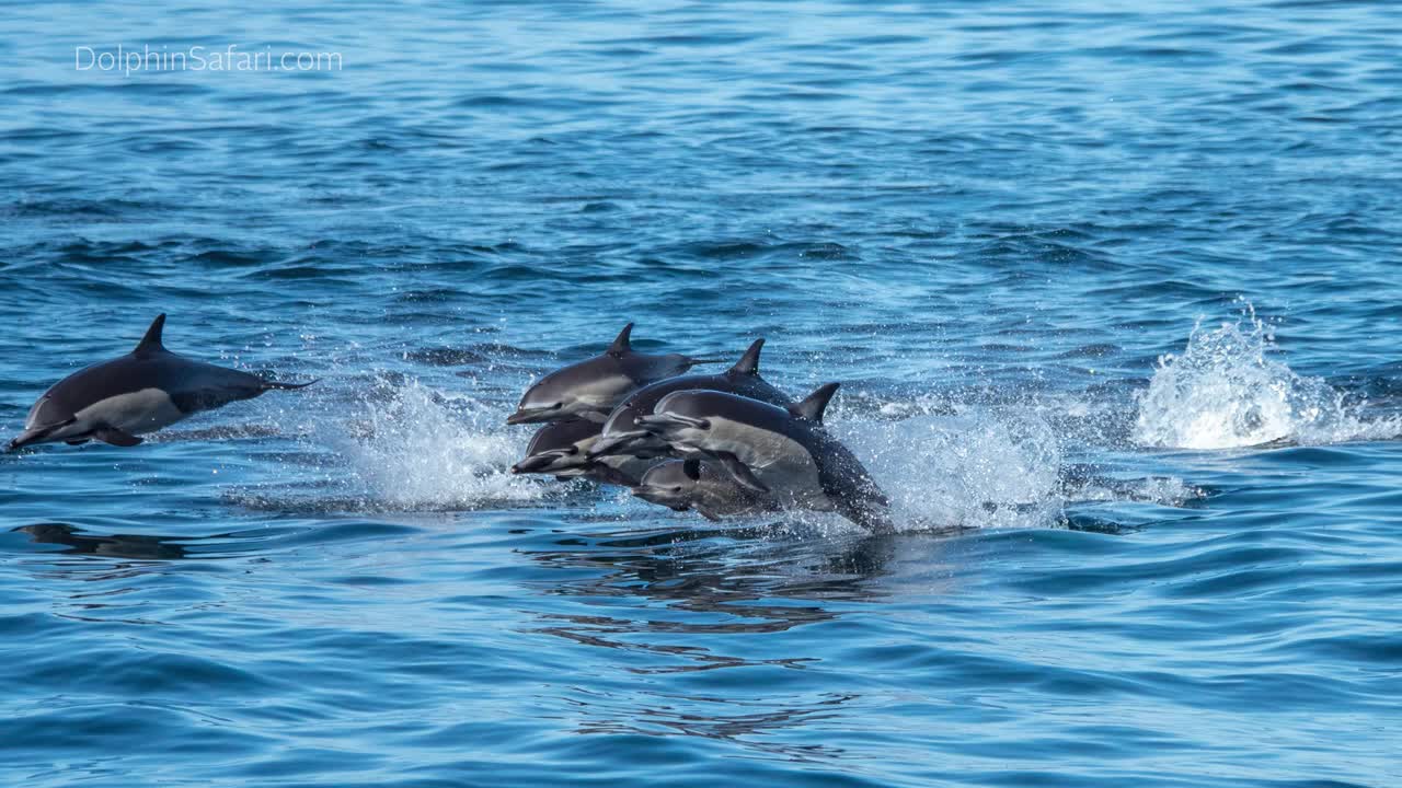 A pack of Dolphins swimming away in panic