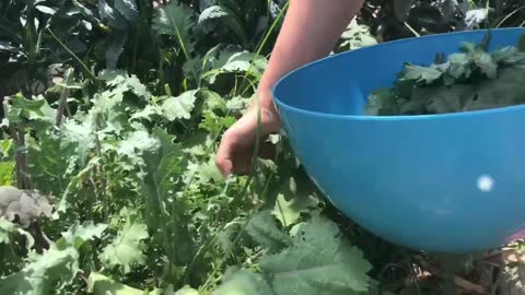 Home Made green powder from the garden