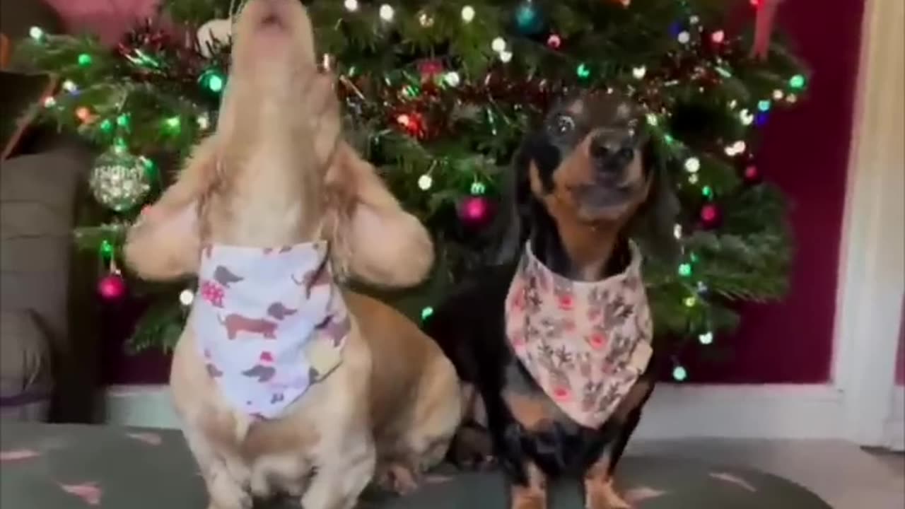 Funny videos, funny animals hub/ funny cat🐱 and dogs 🐶