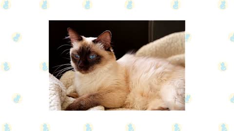 Siamese Cat VS. Balinese Cat