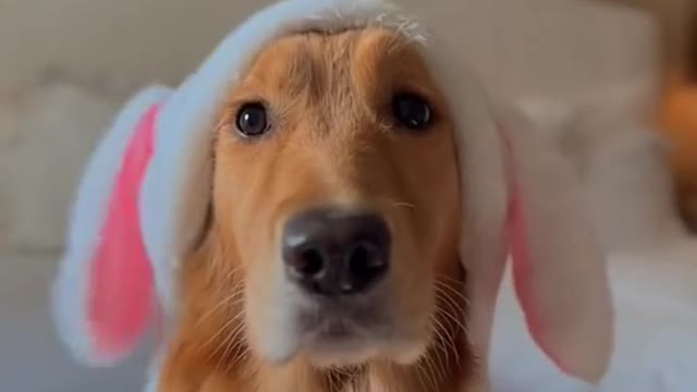 Check out the many displays of adorable pets.(11)