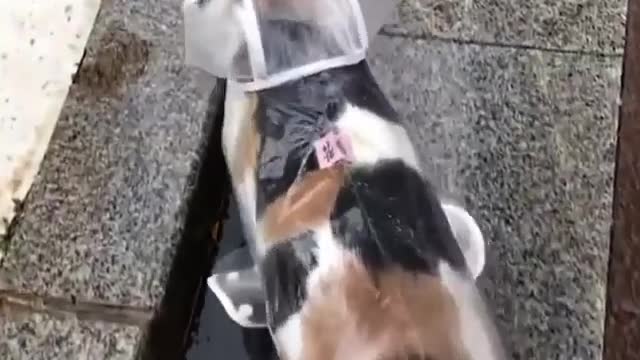 Fashionable Cat walks in a raincoat in the rain