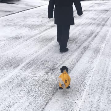 Toy Poodle in SNOWSUIT!!!!